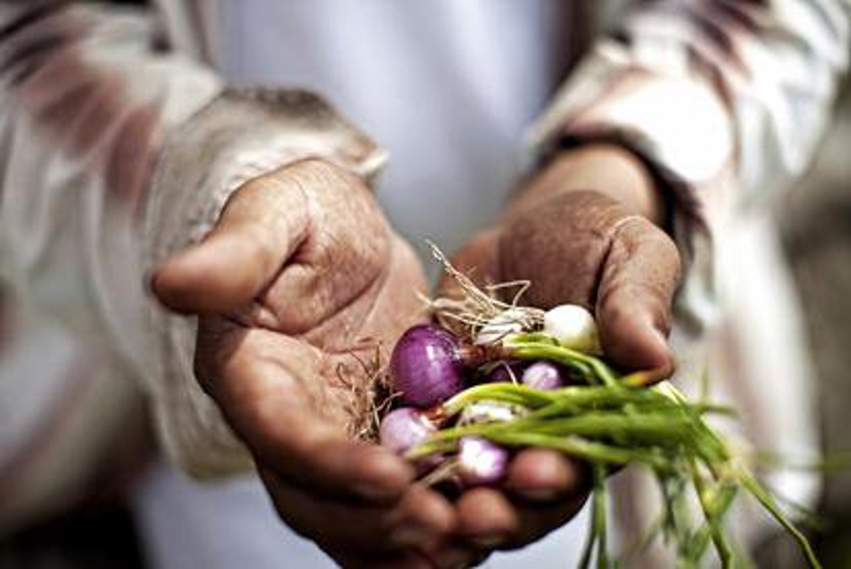 Productores de cebolla de Ixil inician exportación directa